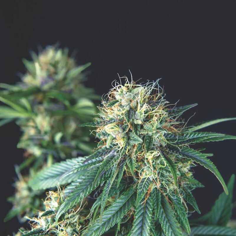 Tutankhamon Reg, Фасовка: 7